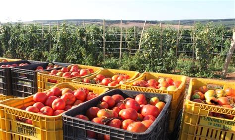 Tomate Cepea Maior Temperatura Estimula Matura O E Pre O Cai Ao