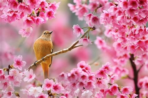 nature, Birds, Animals, Flowers, Plants, Depth Of Field, Cherry Blossom ...