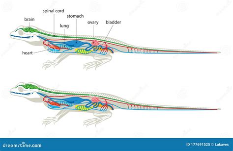 Lizard Internal Anatomy