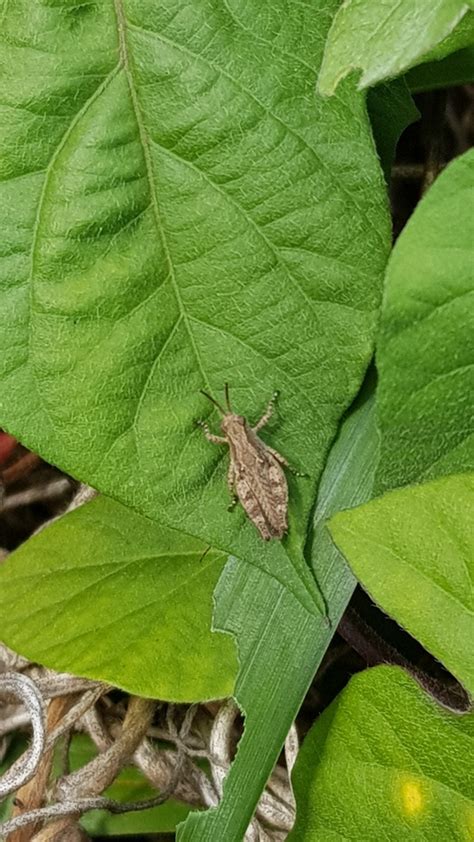 Spur Throated Grasshoppers From Sydney NSW Australia On October 19