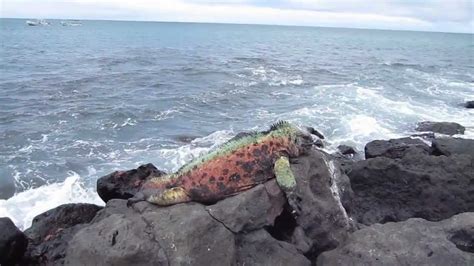 Galapagos Islands Floreana Youtube