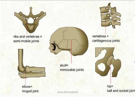 Joints Flashcards Quizlet