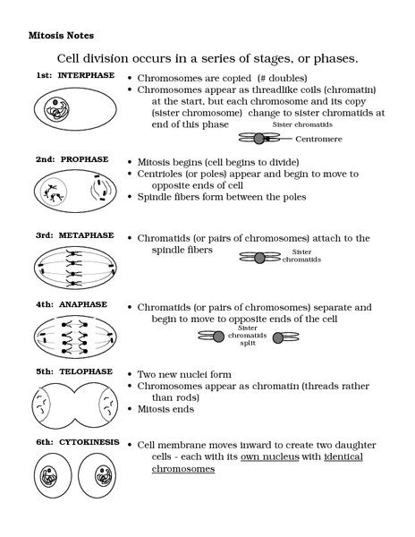 Mitosis Notes Worksheet For 7th 9th Grade Lesson Planet