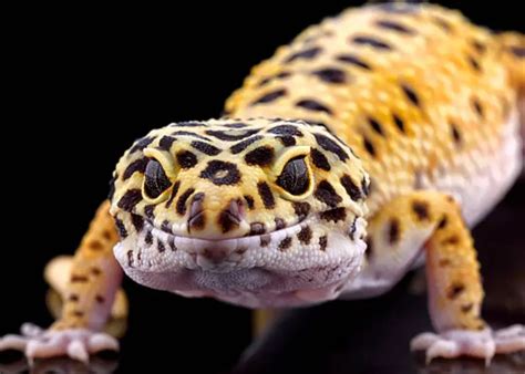 Egg-Bound Leopard Gecko: Everything You Need To Know