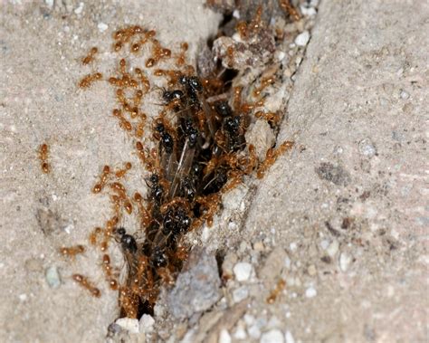 Termites vs. Ants: How to Tell Which Are in Your Home