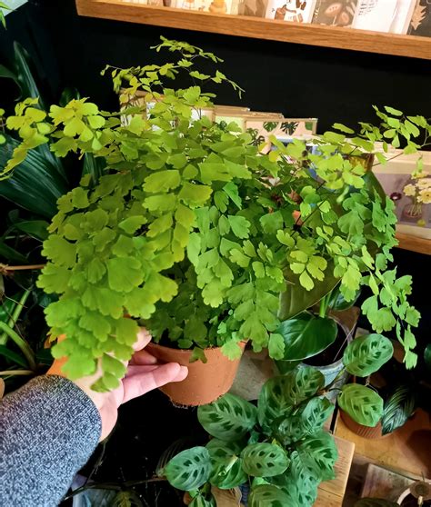 Adiantum Raddianum ‘fragrans Small And Green