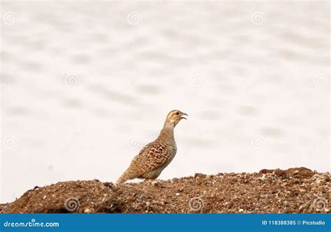 Grey francolin stock image. Image of beautiful, shot - 118388385