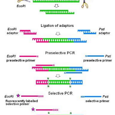 Cladogram (I), Phylogram (II), Dendrogram (III). | Download Scientific Diagram