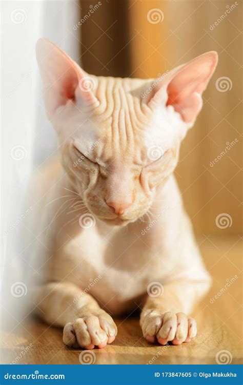 Cat Sphinx Naked Bald Beige Pink Stock Image Image Of Nature