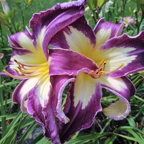 Daylilies Bulbs For Sale Iridescent Hemerocallis Fulva Daylily Plant