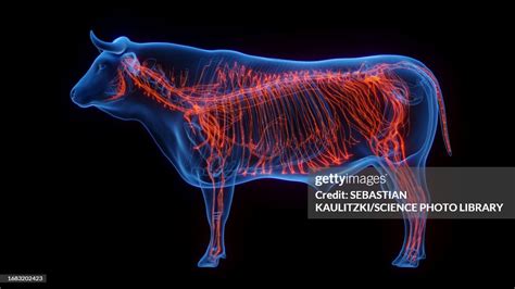 Cows Nervous System Illustration High Res Vector Graphic Getty Images