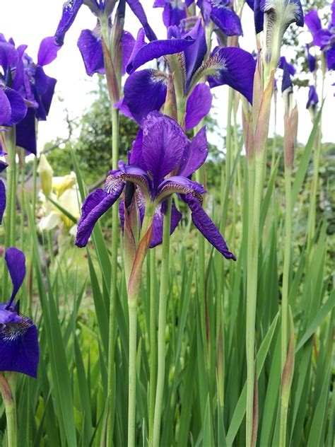 flower iris stems  photo  pixabay
