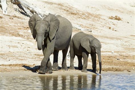 Baby African Bush Elephant