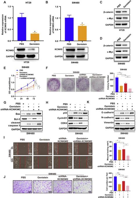 Genistein Inhibited Kcnk Expression And Wnt Catenin Signaling