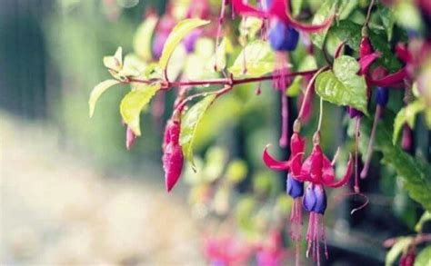 Цветок Фуксия: уход и размножение