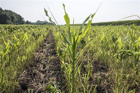 armyworm damage | Article Tags | Purdue University Pest&Crop newsletter