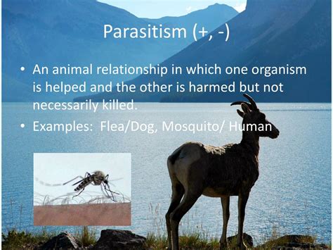 Ppt Animal Relationships Symbiosis Powerpoint Presentation Free