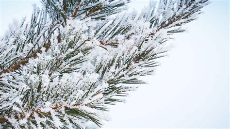 Snowy evergreen tree branches on Behance