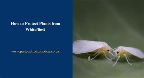 protect plants  whiteflies pest exterminators