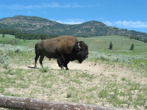 Fun American Bison Facts For Kids | Savvy Leo