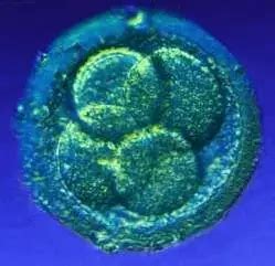 Difference between Zygote, Embryo and Fetus - Difference.Guru