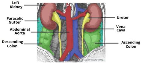 The Colon - Ascending - Transverse - Descending - Sigmoid - TeachMeAnatomy