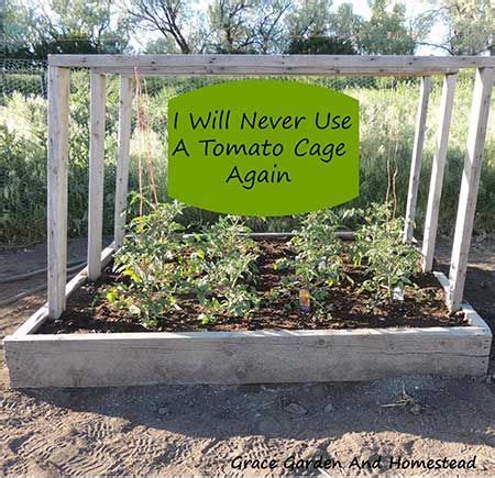 53 Tomato Trellis Designs Completely Free Tomato Trellis Tomato