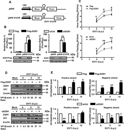 The Effect Of EGR1 On EV71 Replication A Schematic Diagram Of