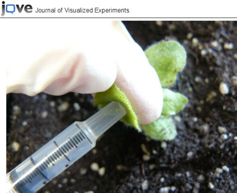 Example Of Agrobacterium Mixture Infiltration Of The Abaxial Side Of N