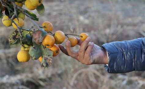 Tejocote Cuáles son sus propiedades curativas El Universal Puebla