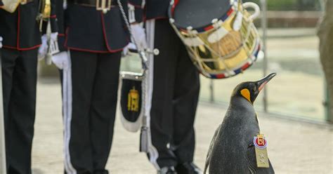 Sir Nils Olav Iii Warum Ein Pinguin Zum Generalmajor Bef Rdert Wird