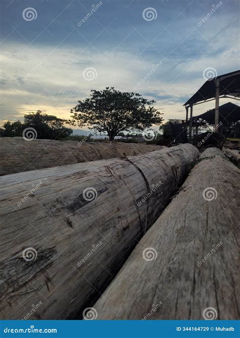 Big Tree that Has Been Cut Down Stock Image - Image of road, nature