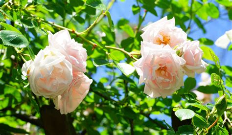 6 Climbing Plants With Flowers - Crate and Basket