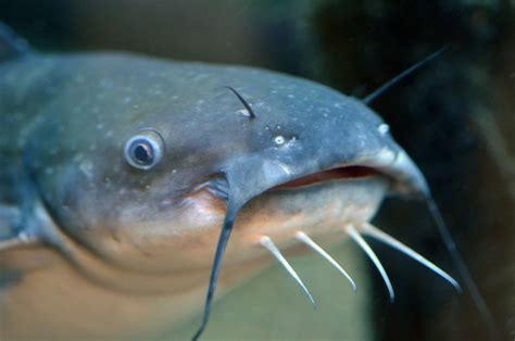 Virginia Fishes: White catfish (Ameiurus catus) spawning