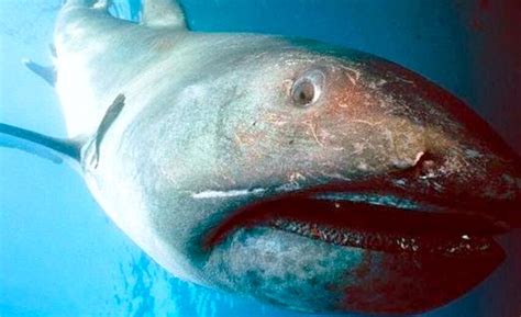 Sharkies Otd On Twitter Megamouth Shark This Shark Is A Filter