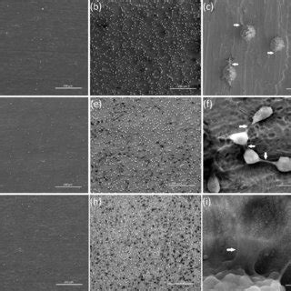 SEM Images Showing The Cell Adhesion 24 H And Proliferation 72 H Of