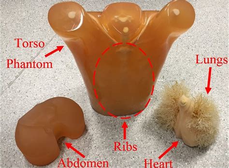 The Utilized Realistic Size Torso Phantom With Disassembled Inner Organs Download Scientific