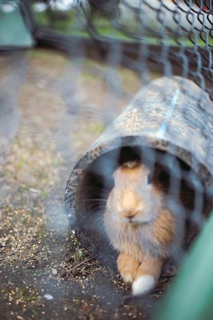 Premium Photo Best Friends Bunny Rabbit In The Rabbit Barn