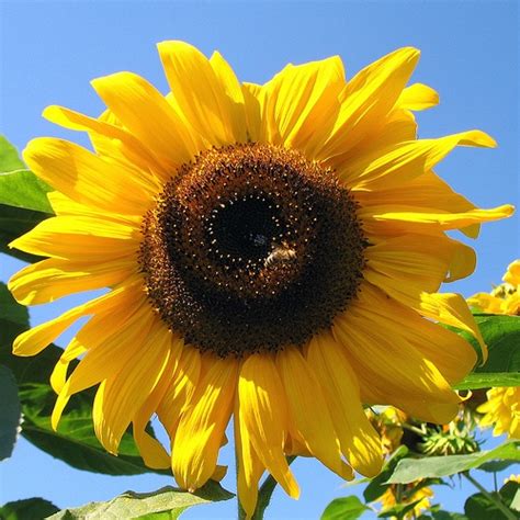 Autumn beautiful sunflowers wallpapers