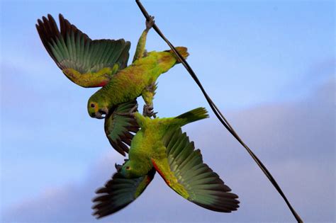 Foto Papagaio Verdadeiro Amazona Aestiva Por Ricardo Q T Rodrigues