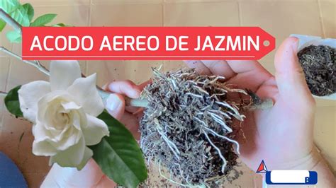 Reproduccion De Gardenia O Jazmin Por Acodo Aereo Paso A Paso Youtube