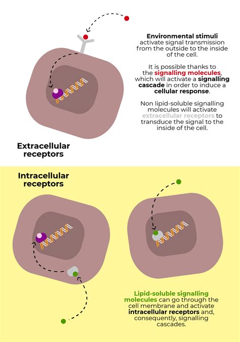 Signal Transduction Pathways Link Signal Reception With Cellular