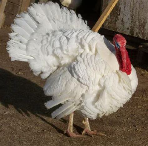 ROYSFARM: Turkey Breeds Photo