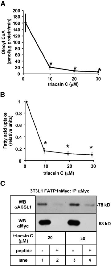 Isoproterenol Treatment Does Not Alter The Coimmunoprecipitation Of