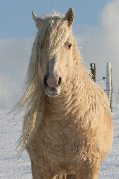 Curly Horse Breed Is Almost Too Cute To Exist - We Love All Animals ...