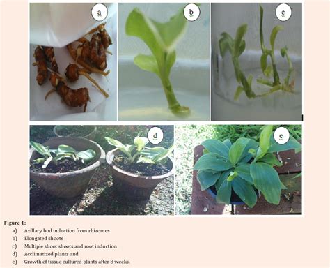 Figure 1 From In Vitro Propagation Of Kaempferia Galanga Zingiberaceae