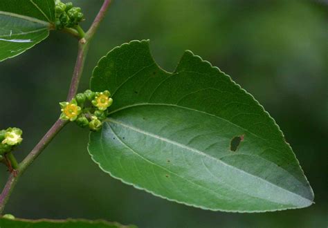 Flora Of Zambia Species Information Individual Images Ziziphus Mucronata