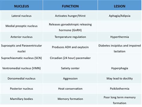 Thalamus and Hypothalamus | NowYouKnow Neuro