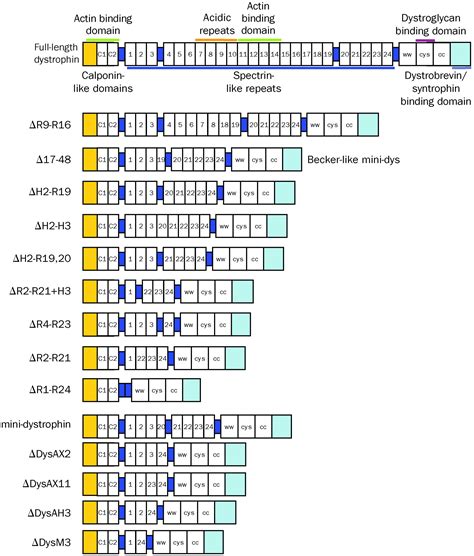 Novel Therapies For Duchenne Muscular Dystrophy The Lancet Neurology