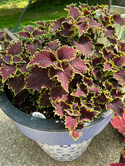 17 Spectacular Coleus Varieties For Sun Tips To Grow